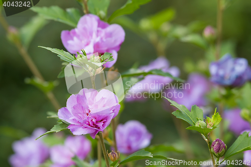 Image of beautiful flower violet hibiscus in garden