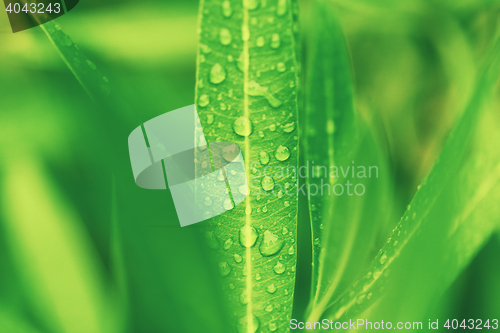 Image of water drops on green plant leaf 