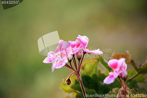 Image of Pink bicolor geraniums in garden