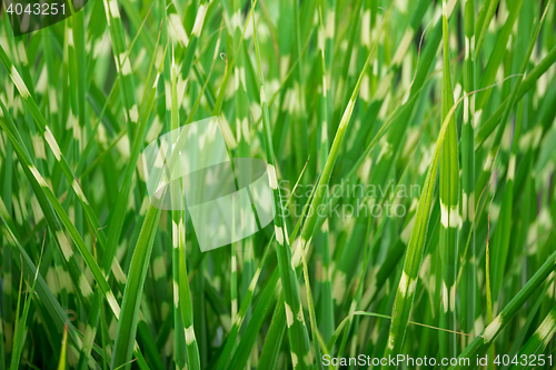 Image of stripped green ornamental grass background