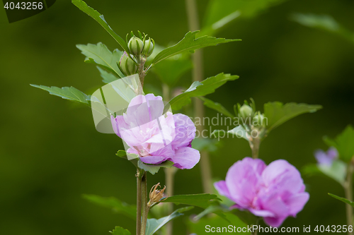 Image of beautiful flower violet hibiscus in garden