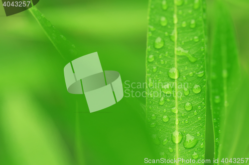 Image of water drops on green plant leaf 