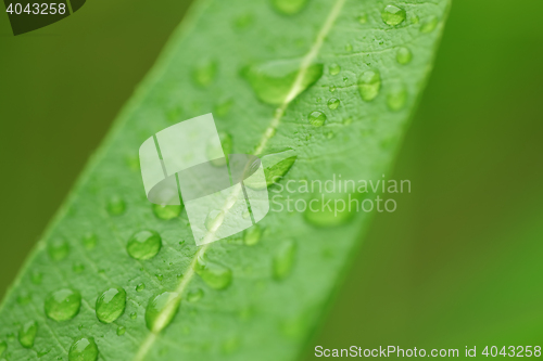 Image of water drops on green plant leaf 