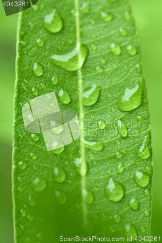 Image of water drops on green plant leaf 