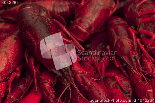 Image of crayfish