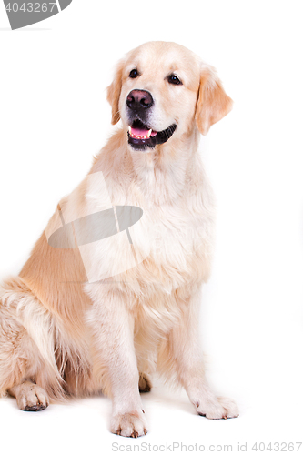 Image of Golden retriever portrait