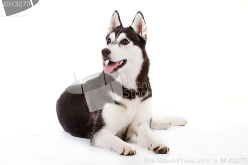 Image of siberian husky