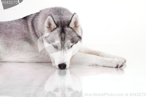 Image of siberian husky dog