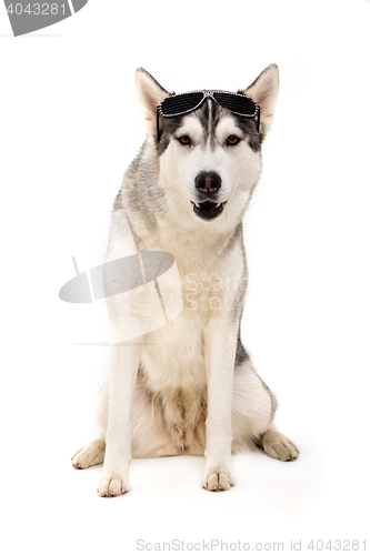 Image of siberian husky