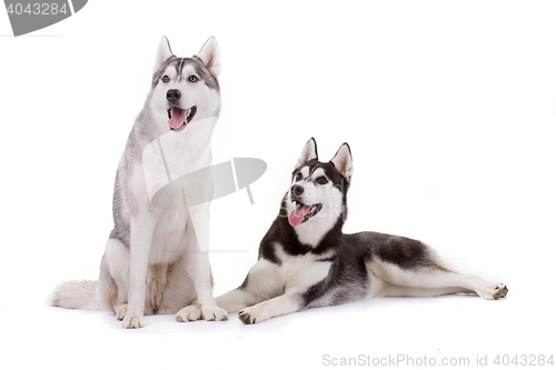 Image of siberian husky