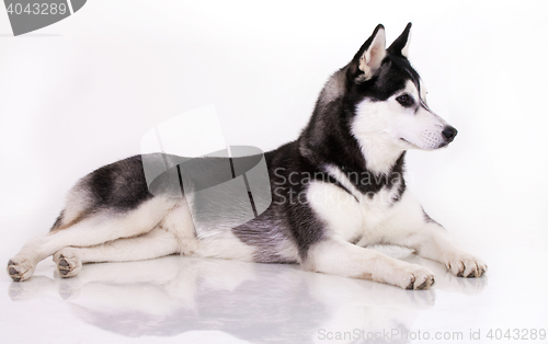 Image of siberian husky