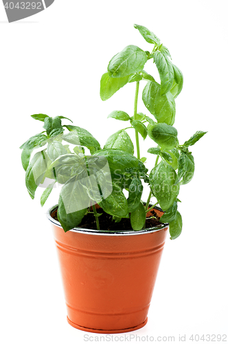 Image of Fresh Green Basil
