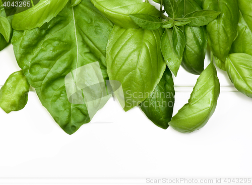 Image of Frame of Basil Leafs