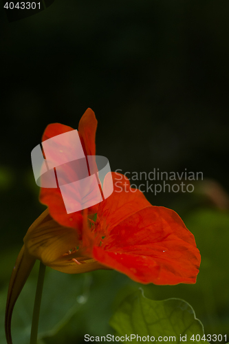 Image of cress