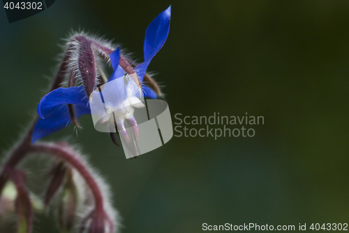 Image of blue starflower