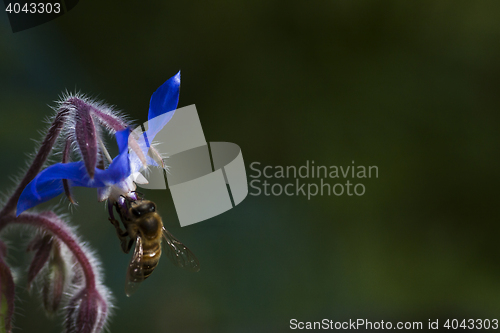 Image of starflower with a bee