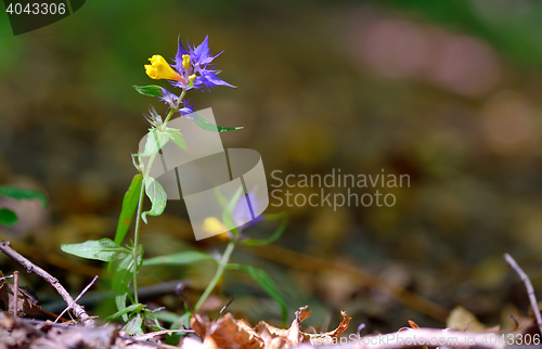 Image of flowers aquilegia vulgaris - Common columbine