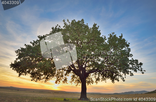 Image of Old oak tree 