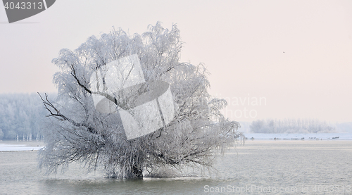 Image of winter tree on Danube river