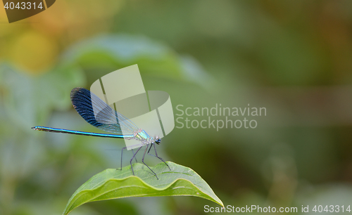 Image of blue Coenagrionidae dragonfly