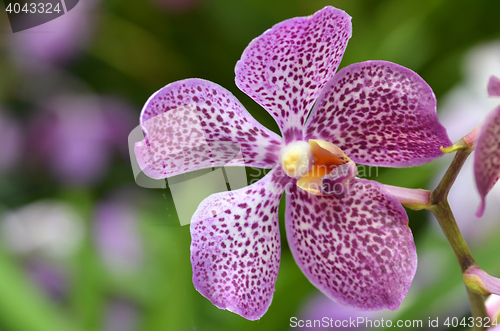 Image of Beautiful purple orchid, phalaenopsis.