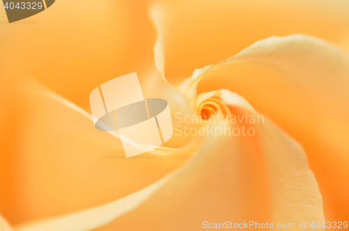 Image of Close up of orange rose