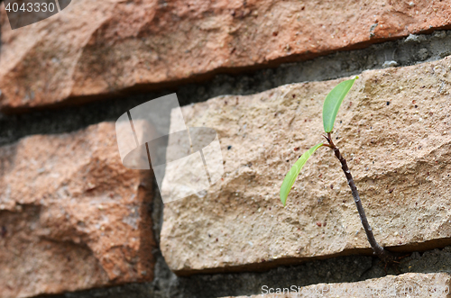 Image of Old brick wall texture