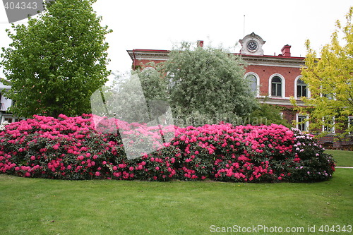 Image of Rhododendron bushes