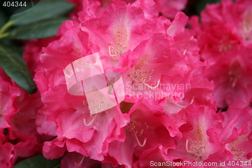 Image of Rhododendron flowers