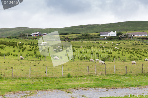 Image of sheep grazing on field of connemara in ireland