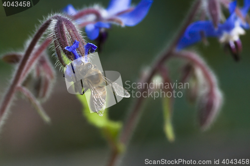 Image of starflower and honeybee