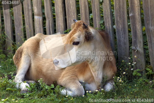 Image of Cow resting on green grass near wooden fence