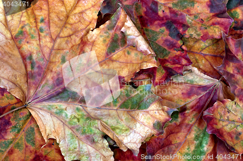 Image of Autumn multicolor dry maple-leafs