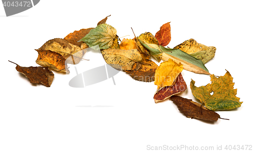 Image of Dried autumn leafs