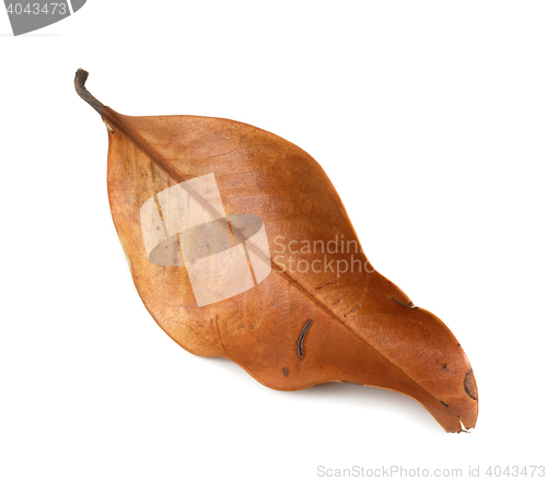 Image of Dry autumn leaf of magnolia