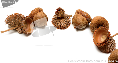 Image of Autumn oak acorns