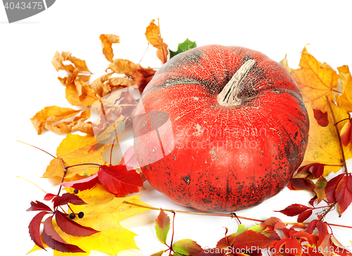 Image of Red ripe pumpkin and autumn leaves on white 