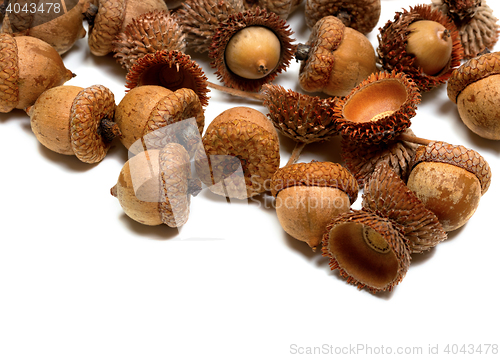 Image of Autumn oak acorns