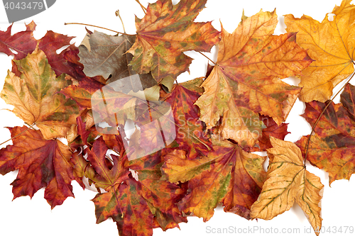 Image of Autumn dried multicolor maple leafs