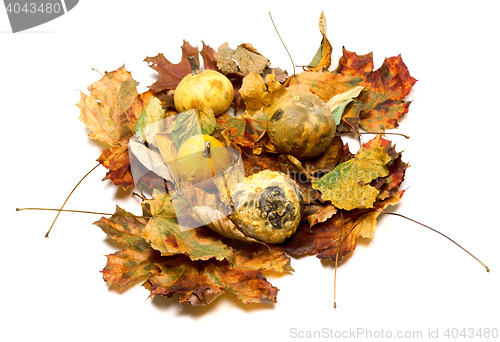 Image of Small decorative pumpkins on dry autumn leafs