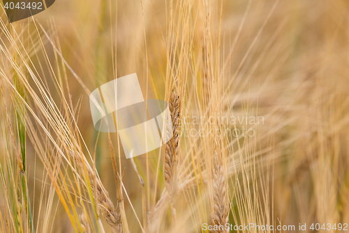 Image of Organic golden spring wheat grains 