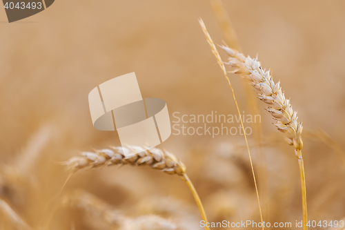 Image of Organic golden spring wheat grains 