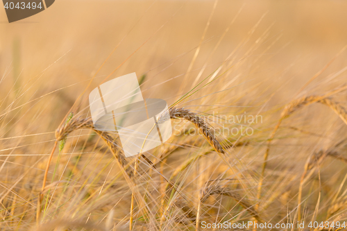 Image of Organic golden spring wheat grains 