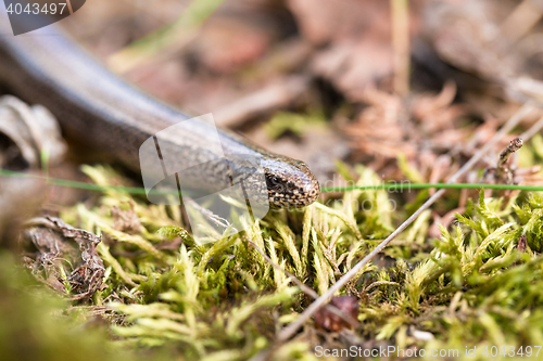 Image of Slow Worm or Blind Worm, Anguis fragilis