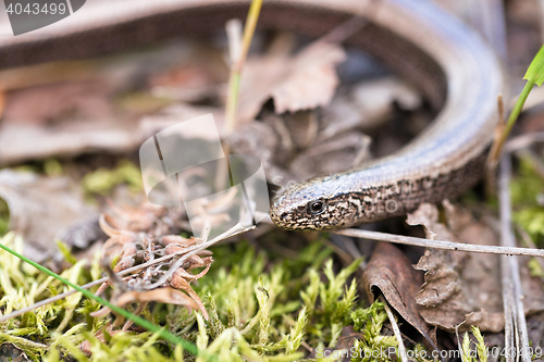 Image of Slow Worm or Blind Worm, Anguis fragilis