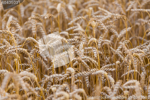 Image of Organic golden spring wheat grains 