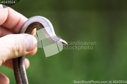 Image of Slow Worm or Blind Worm, Anguis fragilis