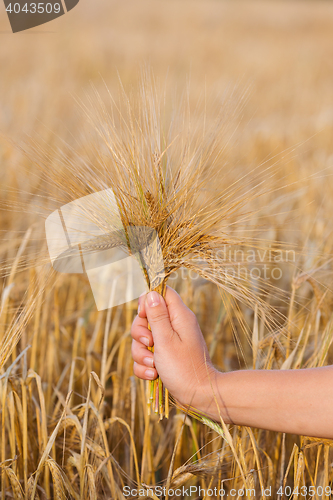 Image of Wheat ears barley in the hand