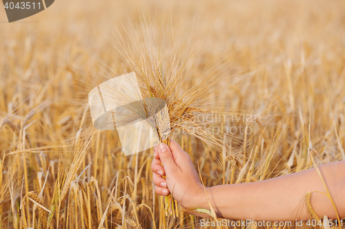 Image of Wheat ears barley in the hand