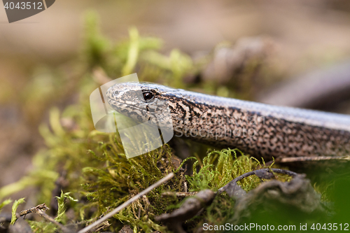 Image of Slow Worm or Blind Worm, Anguis fragilis